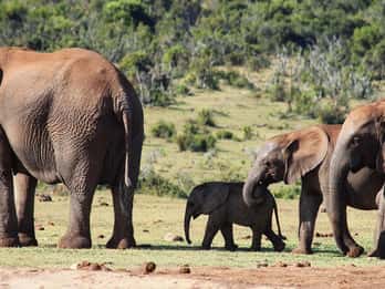 5-Day Best of Garden Route & Addo Safari