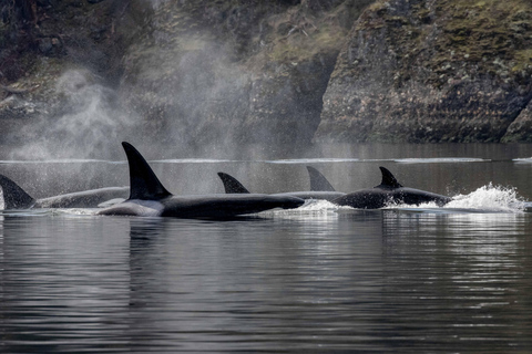Nanaimo: Whale Watching Semi-Covered Boat Tour