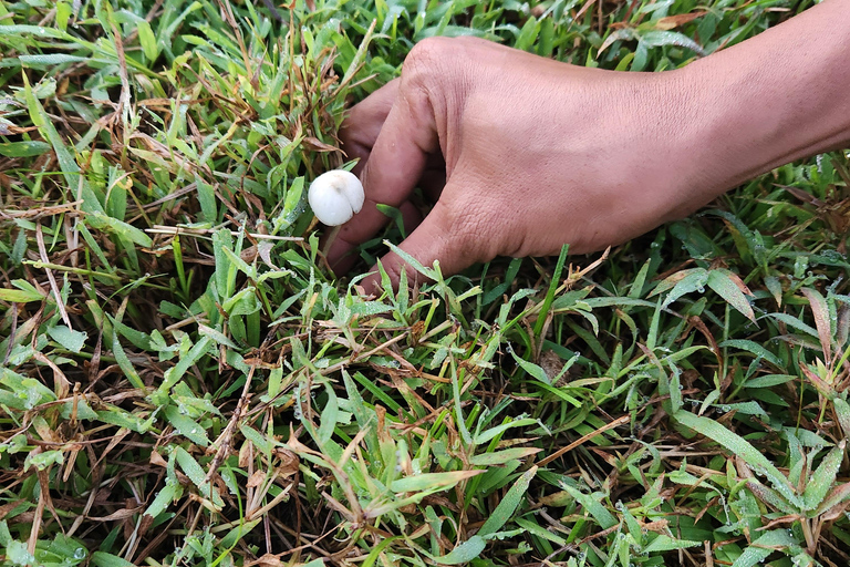 Les visites des champignons de Gili