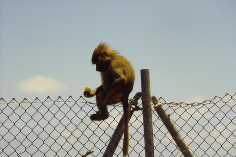 "Day Trip to Ol Pejeta: Wildlife & Picnic Lunch Adventure" olpajeta daytrip