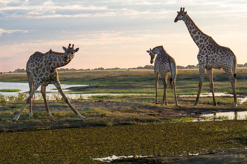 Från Zanzibar: Mikumi dagssafari (flyg och öppen safari-jeep)