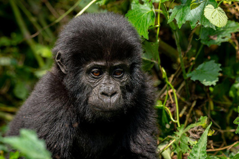 Kampala: 3-Day Bwindi Impenetrable Forest Gorilla Trek