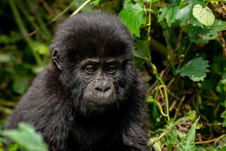 Kampala: 3-Day Bwindi Impenetrable Forest Gorilla Trek