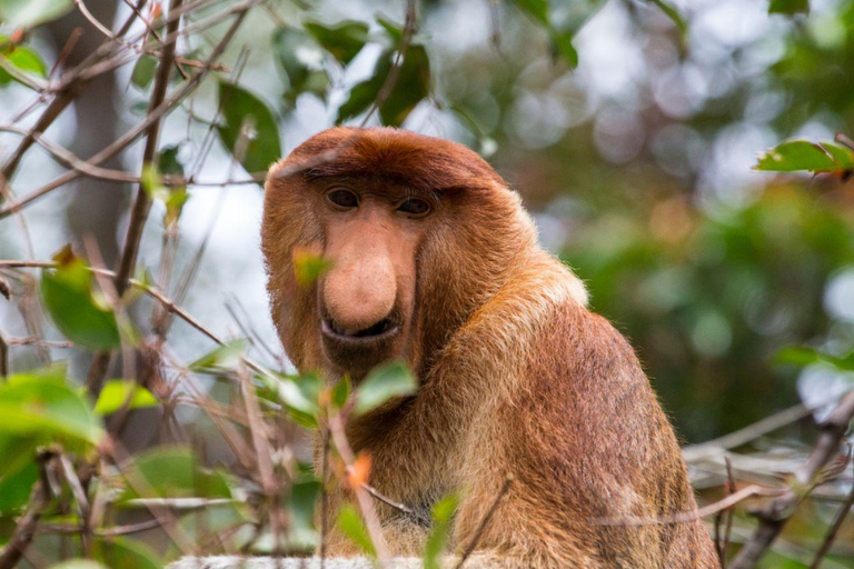 Pacchetto tour di un giorno della città di Kota Kinabalu e crociera sul fiume BongawanPacchetto tour giornaliero della città di Kota Kinabalu e crociera sul fiume Bongawan