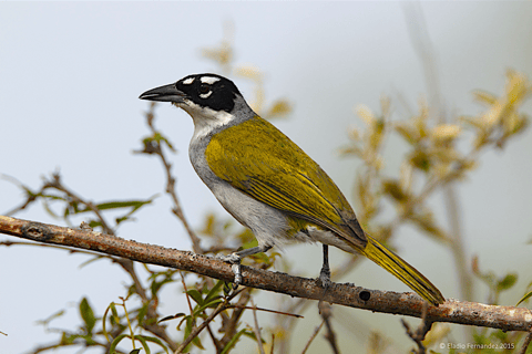Private Birding Tour Punta Cana to Los Haitises Park