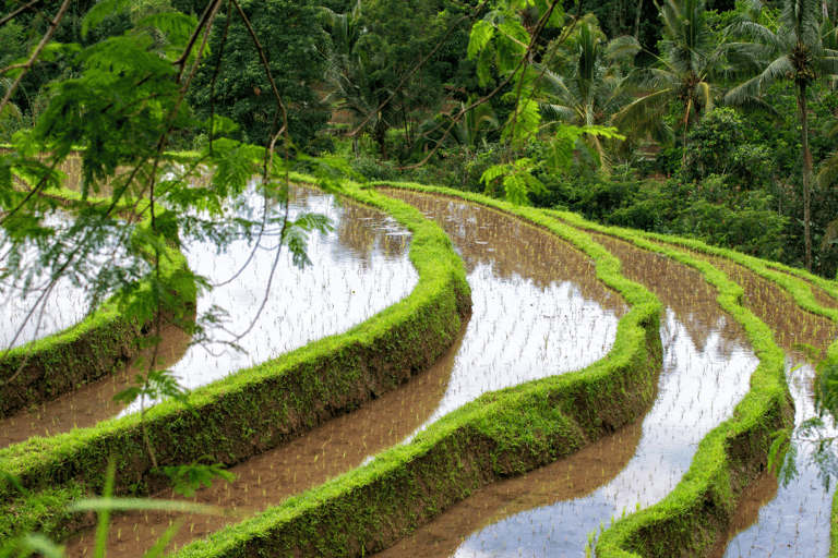 Bali: Mengwi Taman Ayun Site und Sangeh Monkey Forest TourBali: Mengw Taman Ayun Site und Sangeh Monkey Forest Tour