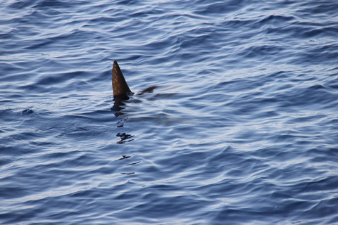 Savona: Pelagos Sanctuary Wildlife Cruise with Guide