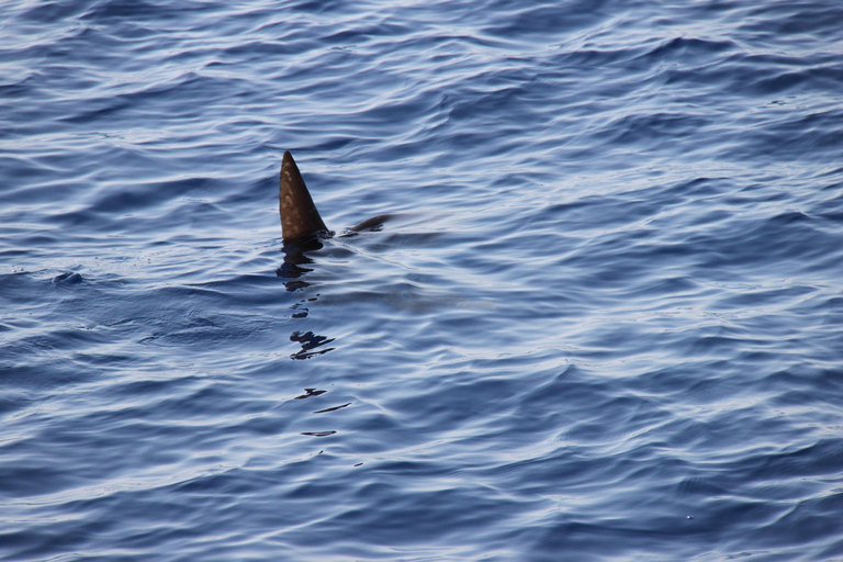 Savona: Pelagos Sanctuary Wildlife Cruise with Guide