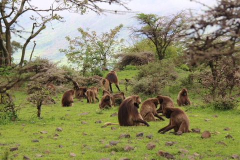 Addis Ababa: Debre Libanos Monastery Experience Tour