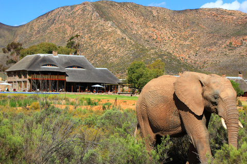 Cape Town: Aquila Big Five Safari with Private Transfers Sunset Safari