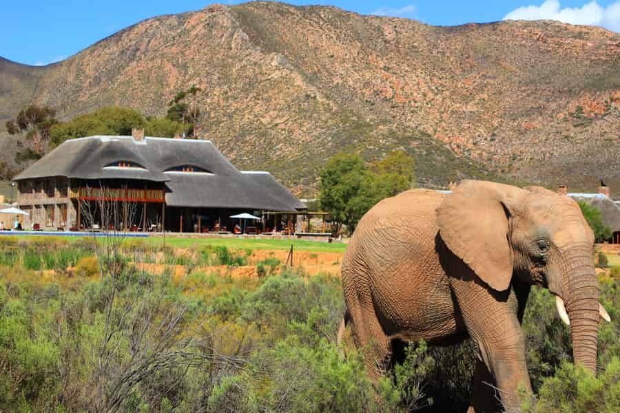Kapstadt: Private Safari mit Big Five und Mittagessen. Foto: GetYourGuide