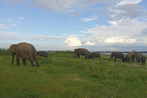 Minneriya: Safari em jipe privado no Parque Nacional de Minneriya