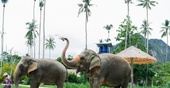 Krabi: Ao Nang Elephant Sanctuary Half-Day Tour