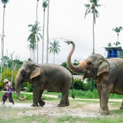 Krabi: Ao Nang Elephant Sanctuary Half-Day Tour Krabi: Ao Nang Elephant Sanctuary Half-Day Tour