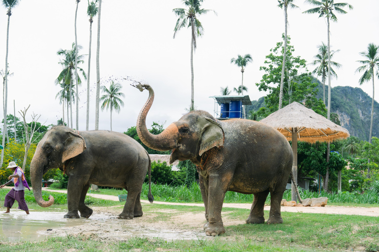 Krabi: Ao Nang Elephant Sanctuary Tour