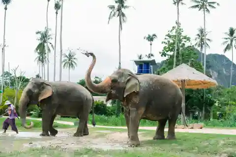 Krabi: Ao Nang Elephant Sanctuary Half-Day Tour