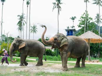 Krabi: Ao Nang Elephant Sanctuary Half-Day Tour