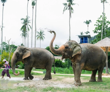 Krabi: Ao Nang Elephant Sanctuary Half-Day Tour