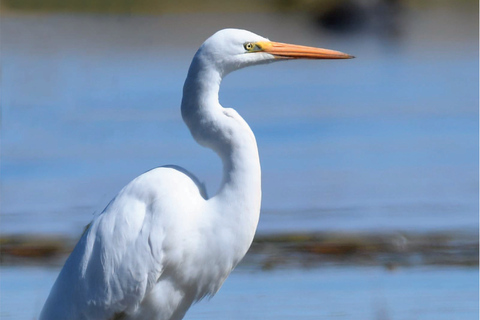 Puno: Birdwatching in the Titicaca National Reserve