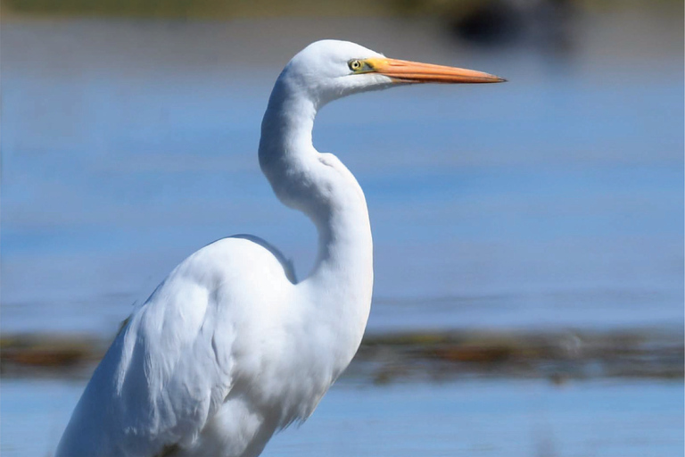 Puno: Birdwatching in the Titicaca National Reserve