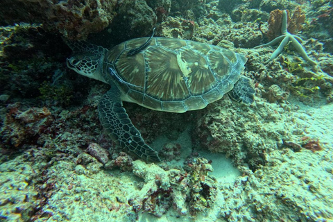 桑给巴尔：恩库彭达岛浮潜与午餐之旅