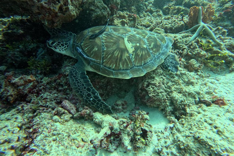 Sansibar: Schnorcheln auf der Insel Nkupenda mit Mittagessen