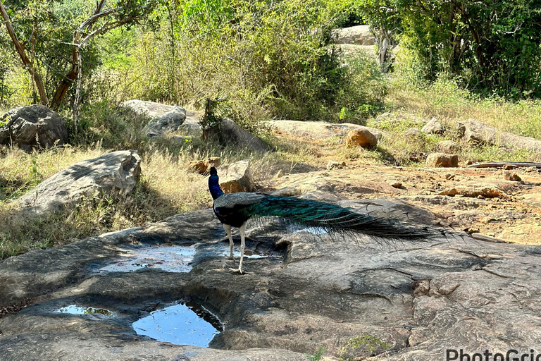 Tour del Triangolo Culturale dello Sri Lanka di 10 giorni+alloggio a 5 stelle