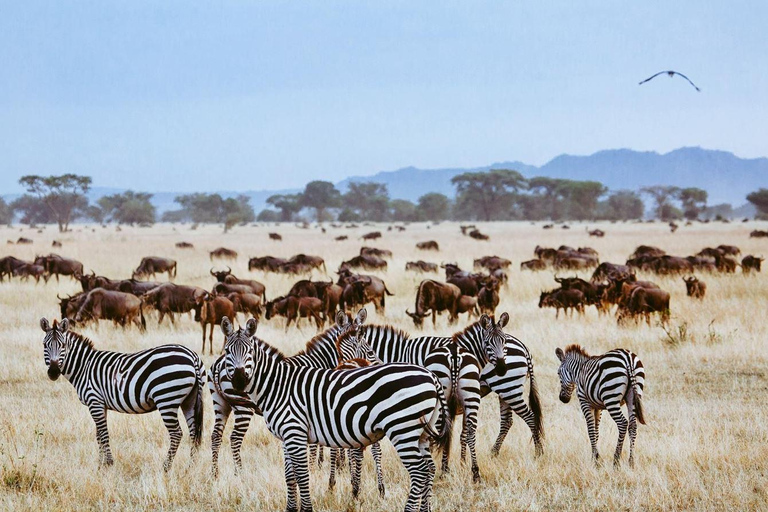 Excursión de un día en crucero y safari por Isimangaliso desde Durban