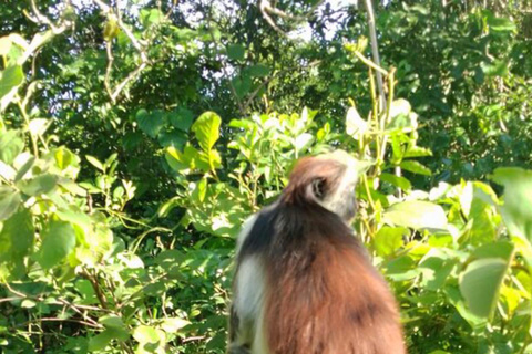 ZANZIBAR: Foresta di Jozani e snorkeling con i delfini a Mnemba con barbecueTOUR PRIVATO SENZA SERVIZIO DI PRELIEVO E RIENTRO IN HOTEL