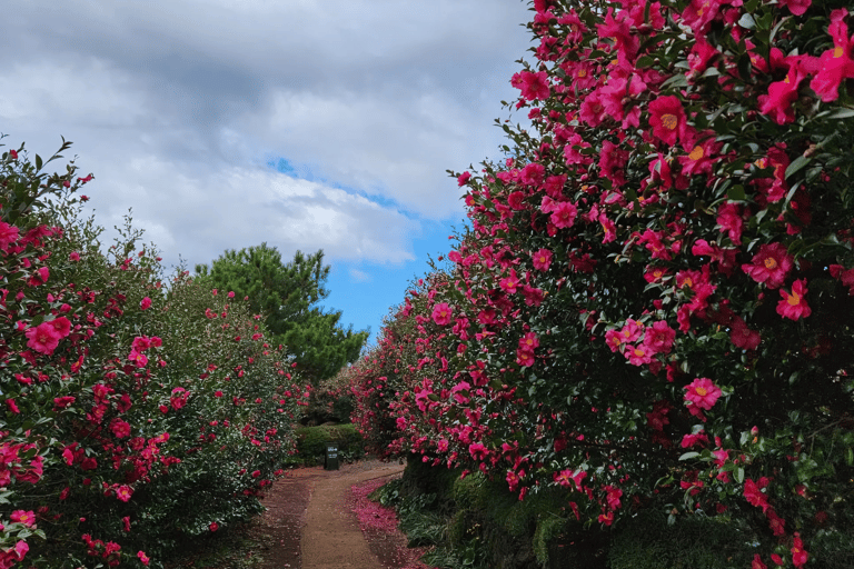 Jeju: Winter SouthWest Tangerine Pick, Snow, Camellia, Tour