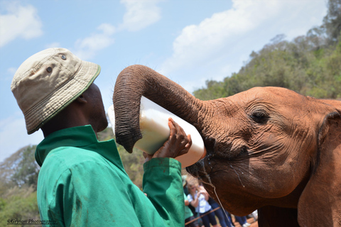 Nairobi; Tour di mezza giornata del David Sheldrick Elephant TrustTour di mezza giornata del David SheLdrick Elephant Trust