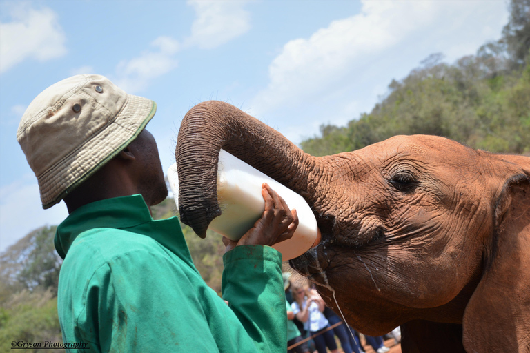 Nairobi; Tour di mezza giornata del David Sheldrick Elephant TrustTour di mezza giornata del David SheLdrick Elephant Trust