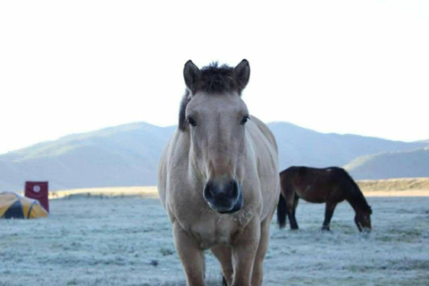 Ulaanbaatar: 2-Day Nomadic Life Experience. Live like local