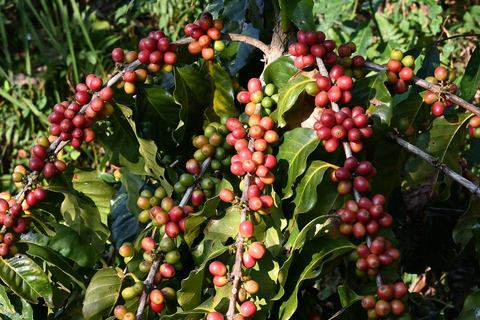 Pokhara: Sarangkot Village Coffee Culture & Local Life Hike