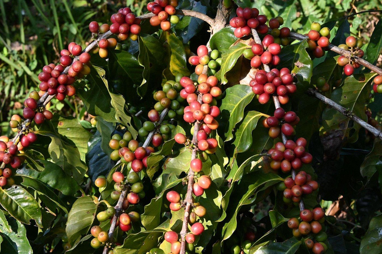 Pokhara: Sarangkot Village Coffee Culture & Local Life Hike