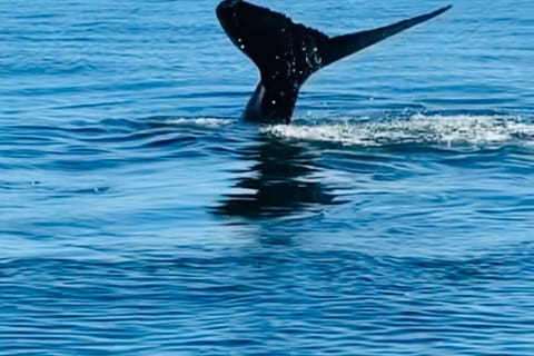 Cape Town: Whale watching - Ocean Goat Tour