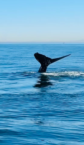 Cape Town: Whale Watching Cruise