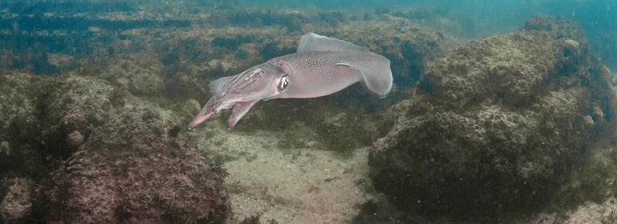 Lagos : expérience de plongée sous-marine pour les débutants