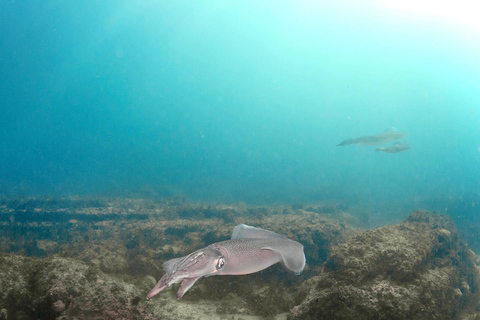 Lagos: Esperienza di immersione subacquea per principianti