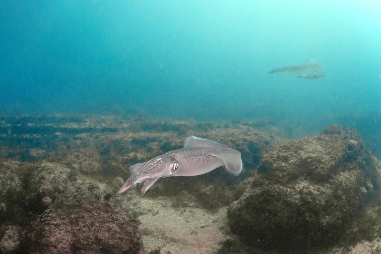 Lagos: Esperienza di immersione subacquea per principianti