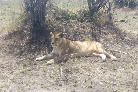 Najlepsze 7-dniowe kenijskie safari z przygodą i dziką przyrodą
