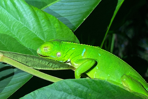 Manuel Antonio: Nachttour mit einem naturkundlichen Führer.Nachttour mit einem naturkundlichen Führer (inklusive Transport)