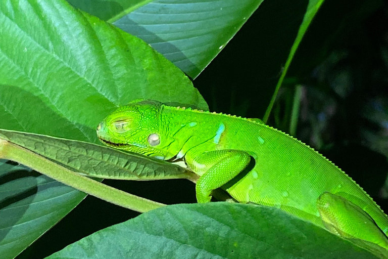 Manuel Antonio: Night tour with a naturalist guide.