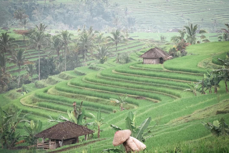 North Bali: Taman Ayun Temple, Jatiluwih, Campuhan Waterfall North Bali Tour with Central Bali Area pick up