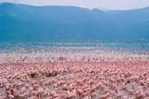 Nairobi Excursión de un día al Parque Nacional del Lago Nakuru