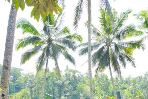 Ubud: Private Half-Day Tour Rice Terrace, Temple & Waterfall Private Ubud Half-Day Tour (Without Entrance Ticket)