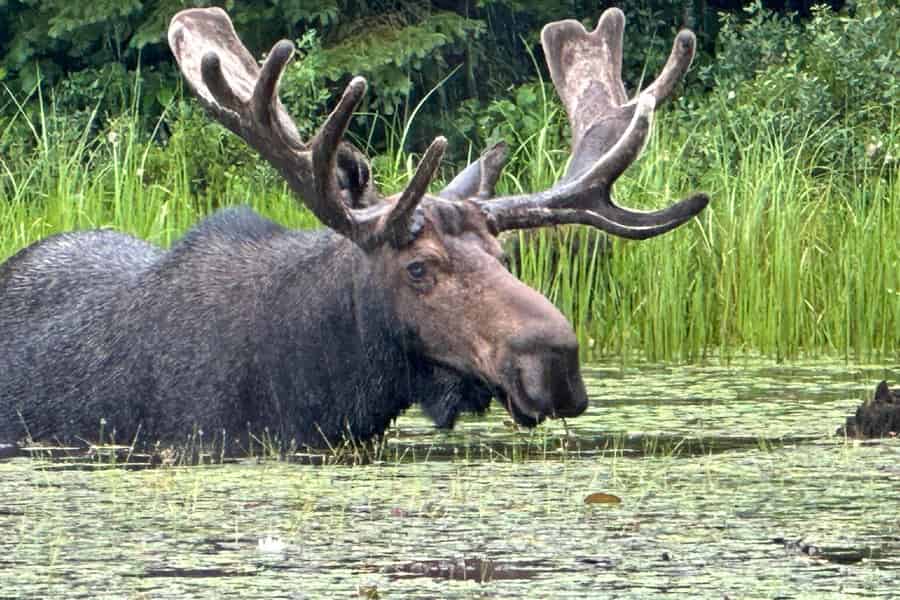 Algonquin Park: Deluxe 4 Tage/3 Nächte Kanufahren/Camping. Foto: GetYourGuide Algonquin Park: Deluxe 4 Tage/3 Nächte Kanufahren/Camping. Foto: GetYourGuide