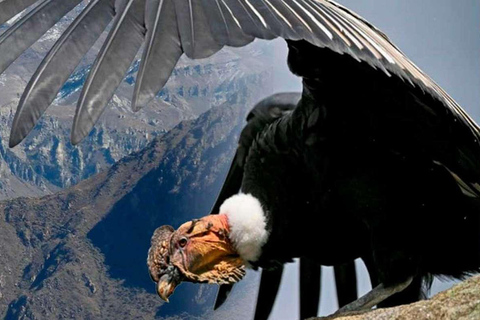 Arequipa: Colca Canyon 1-Tages-Tour mit Guide | Kondorflug |