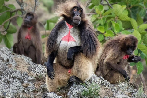 From Addis: Blue Nile Gorge, Baboons & Waterfalls