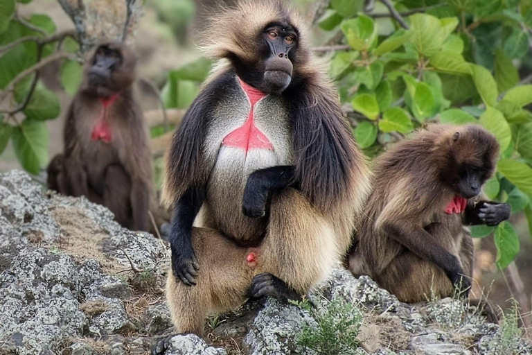 From Addis: Blue Nile Gorge, Baboons & Waterfalls